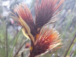Hypodiscus aristatus spikelets near Hermanus